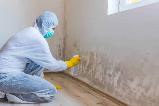 Licensed Black Mold Removal service in Clinton, PA - WQB Mold Removal