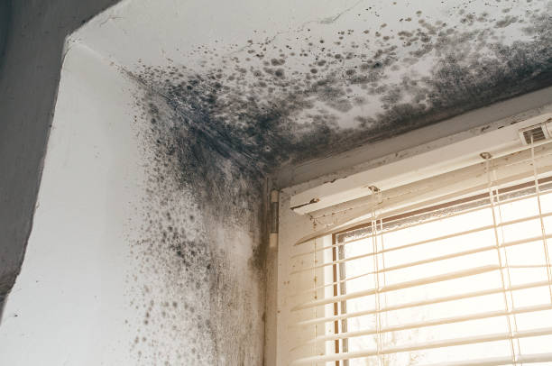 Affordable Black Mold Removal solutions in Clinton, PA